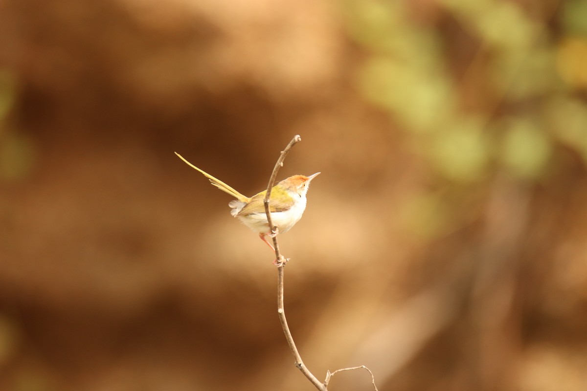 Common Tailorbird - ML638234017