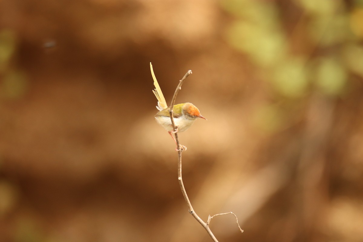Common Tailorbird - ML638234019