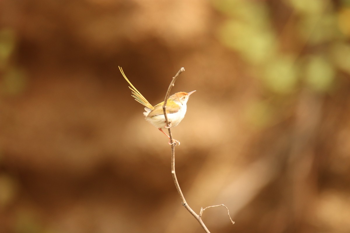 Common Tailorbird - ML638234020