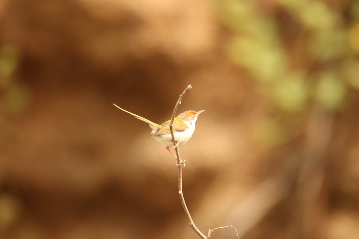 Common Tailorbird - ML638234021