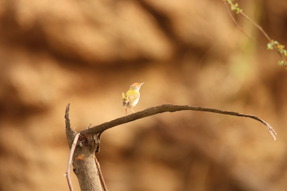 Common Tailorbird - ML638234022