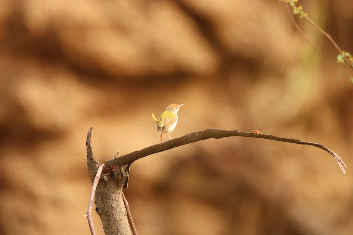 Common Tailorbird - ML638234023