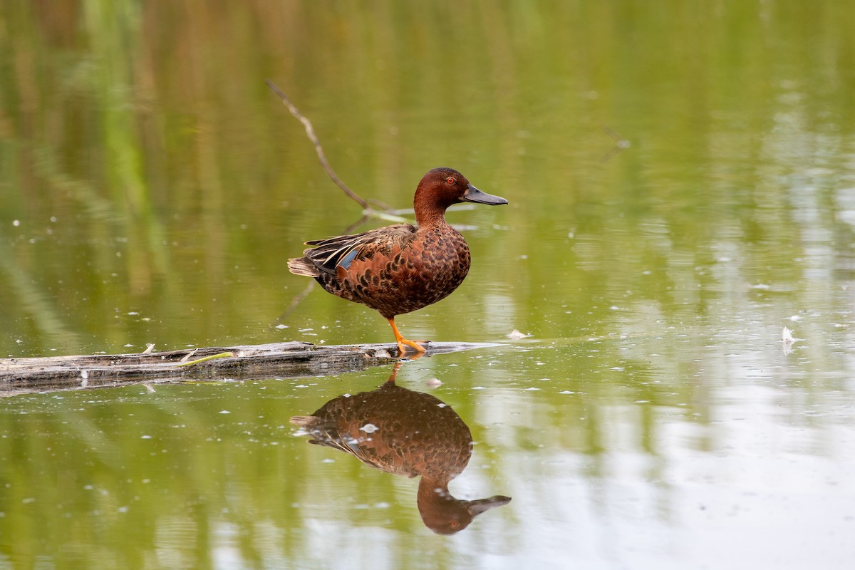 アカシマアジ - ML638234031