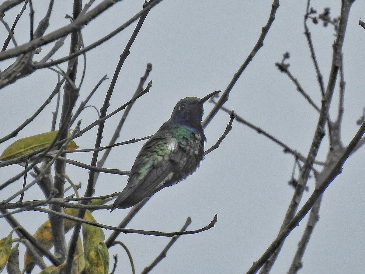 Black-throated Mango - ML638234036