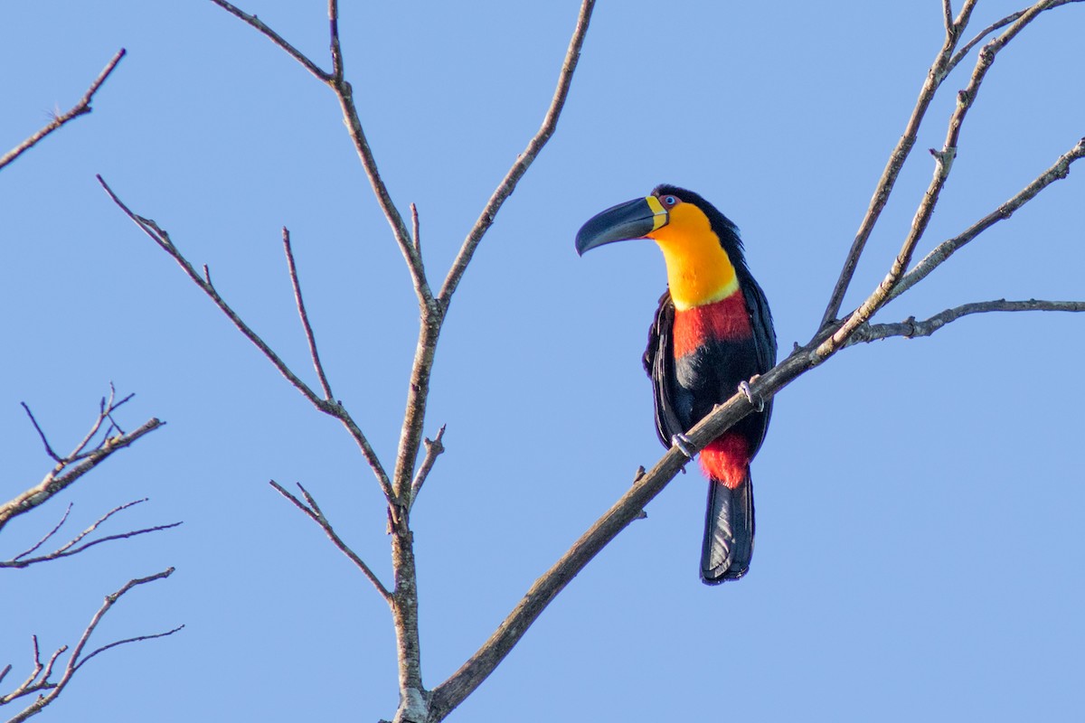 Channel-billed Toucan - ML638234041