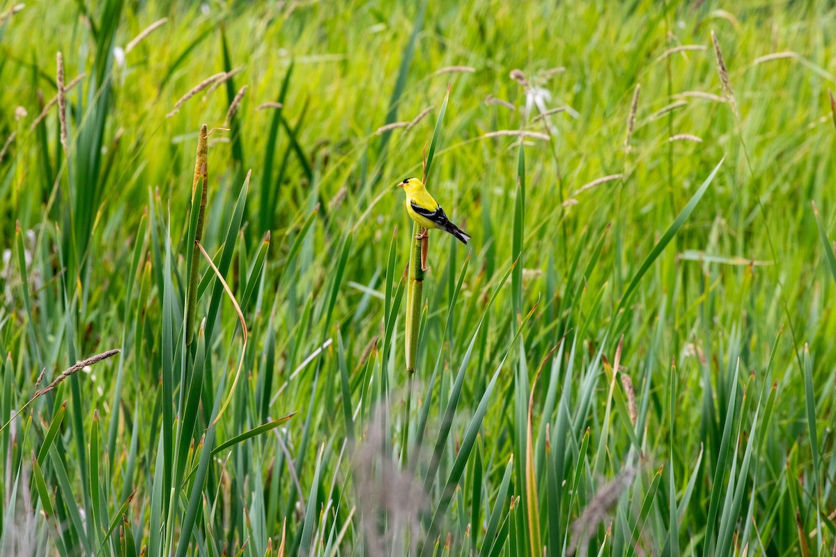 オウゴンヒワ - ML638234048