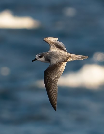 Masatierra Petrel - ML638234051