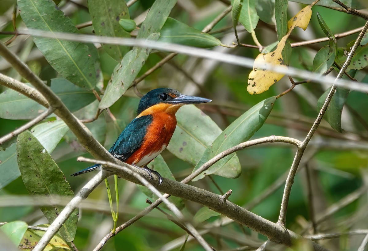 American Pygmy Kingfisher - ML638234059