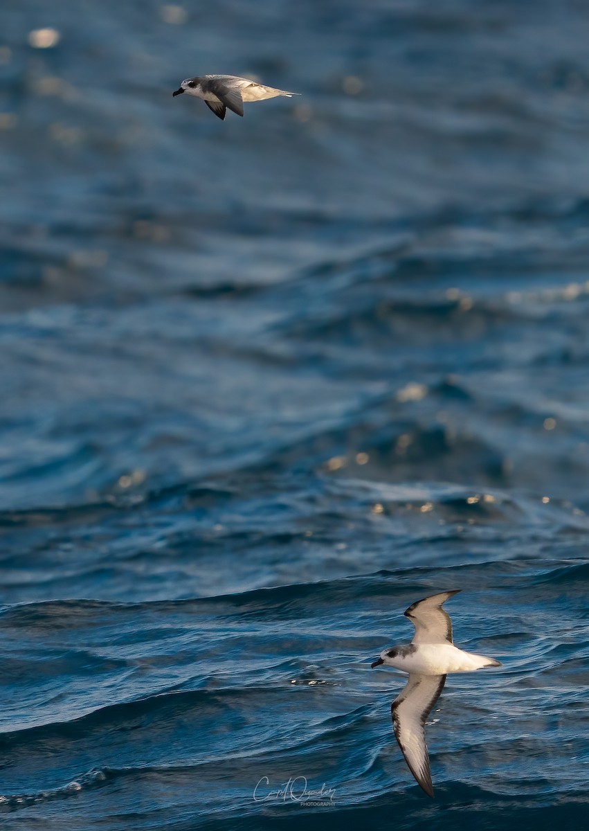 Masatierra Petrel - ML638234060