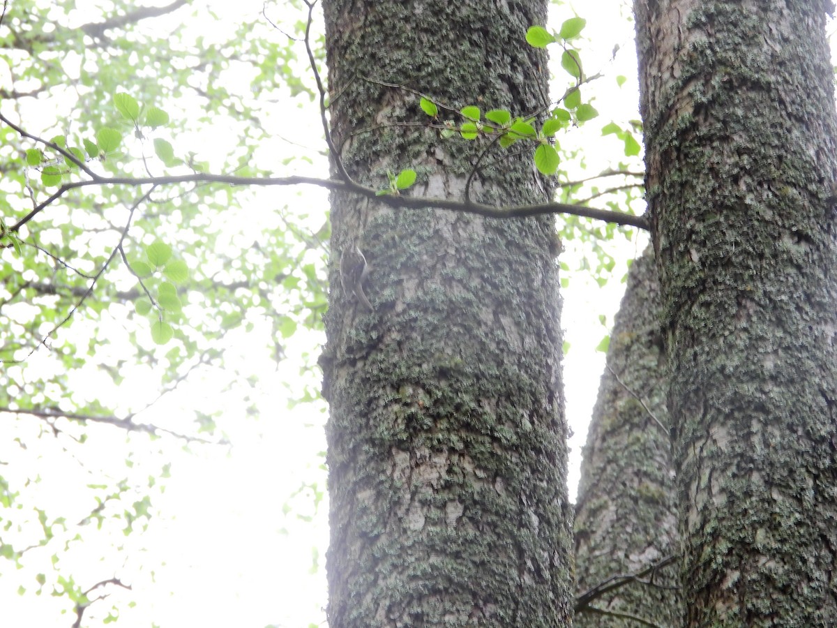 Eurasian Treecreeper - ML638234068