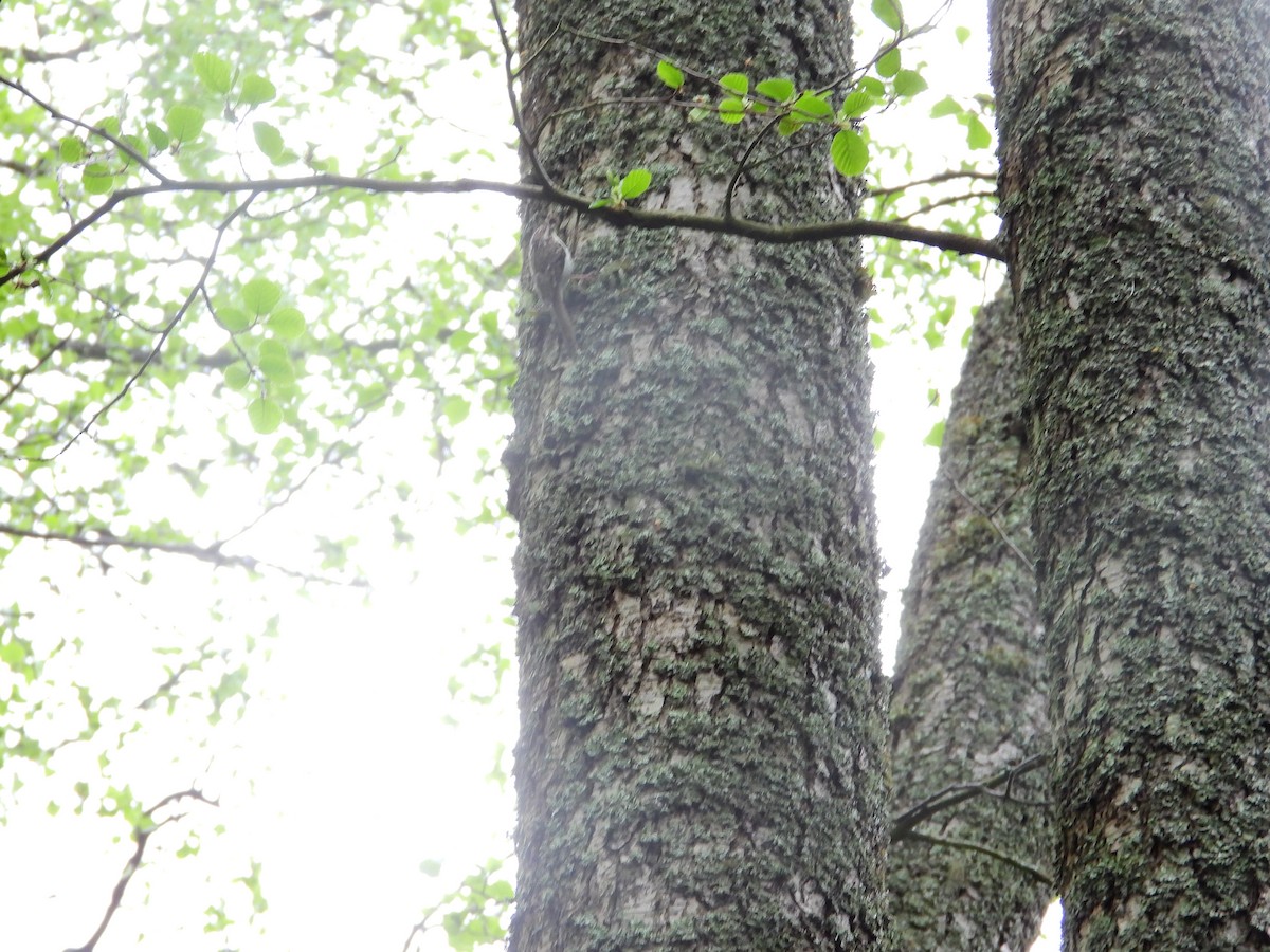 Eurasian Treecreeper - ML638234069
