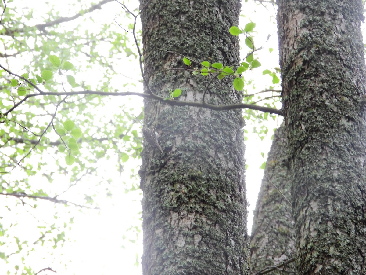 Eurasian Treecreeper - ML638234070