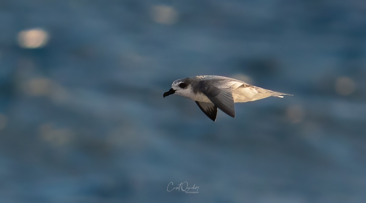 Masatierra Petrel - ML638234071
