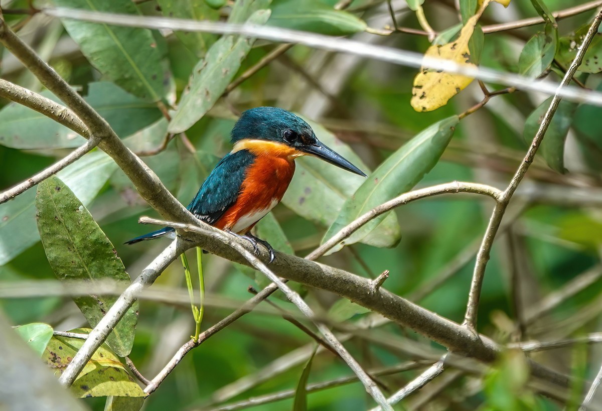 American Pygmy Kingfisher - ML638234074