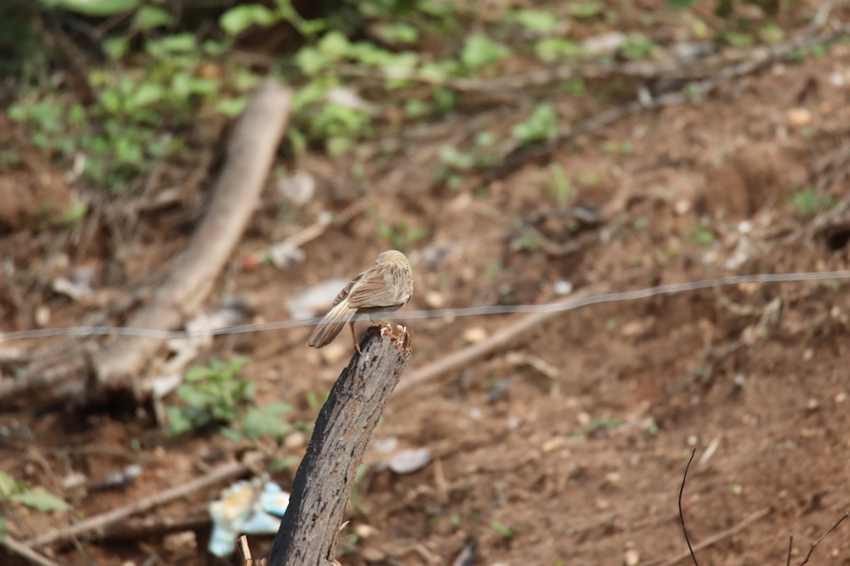 Yellow-billed Babbler - ML638234079