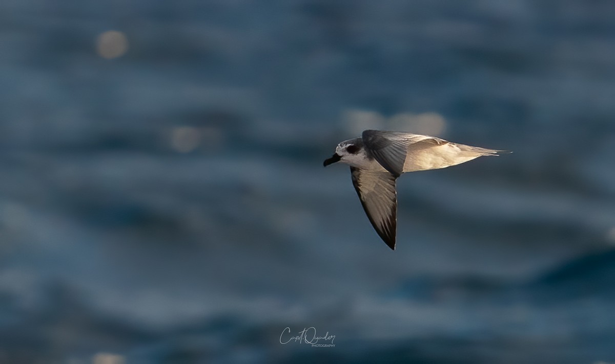 Masatierra Petrel - ML638234080