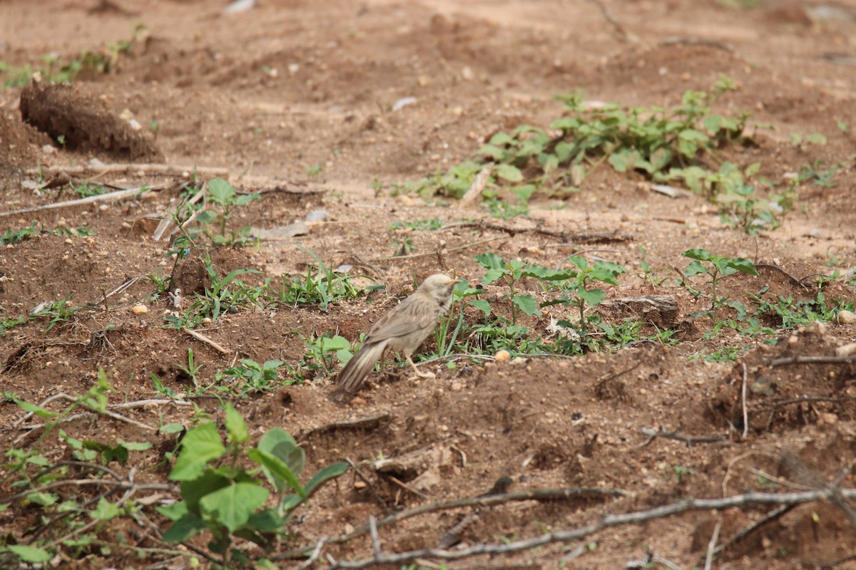 Yellow-billed Babbler - ML638234081