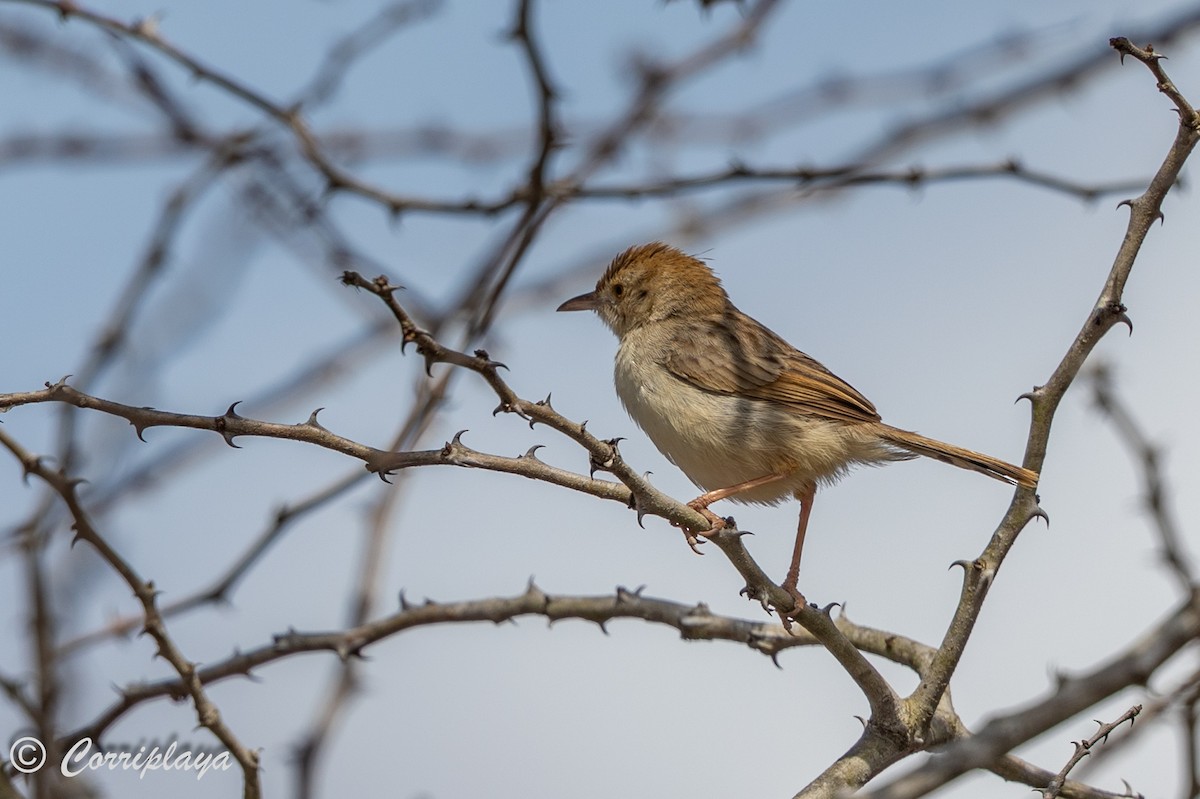 Rattling Cisticola - ML638234086