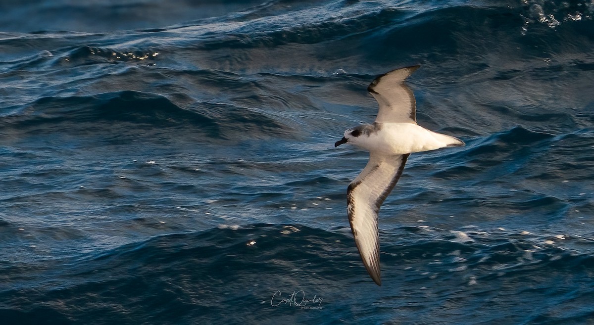 Masatierra Petrel - ML638234088