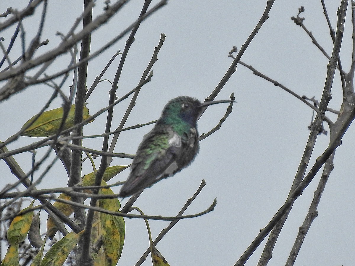 Black-throated Mango - ML638234091