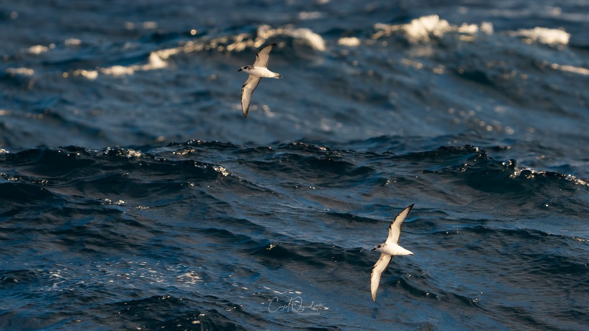 Masatierra Petrel - ML638234094