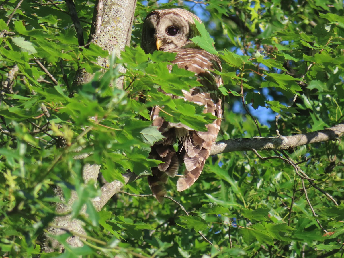 Barred Owl - ML638234099