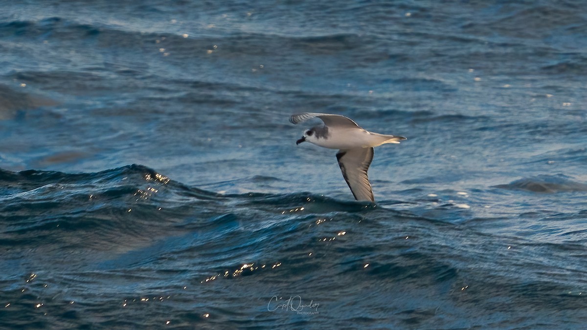 Masatierra Petrel - ML638234110
