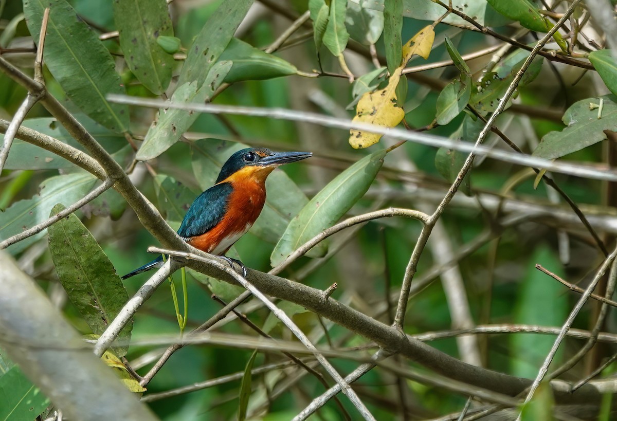 American Pygmy Kingfisher - ML638234112