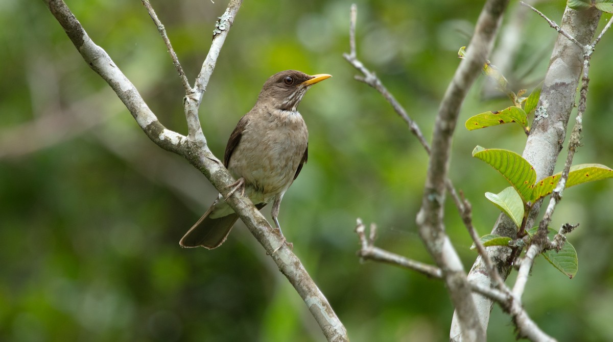 Creamy-bellied Thrush - ML638234122