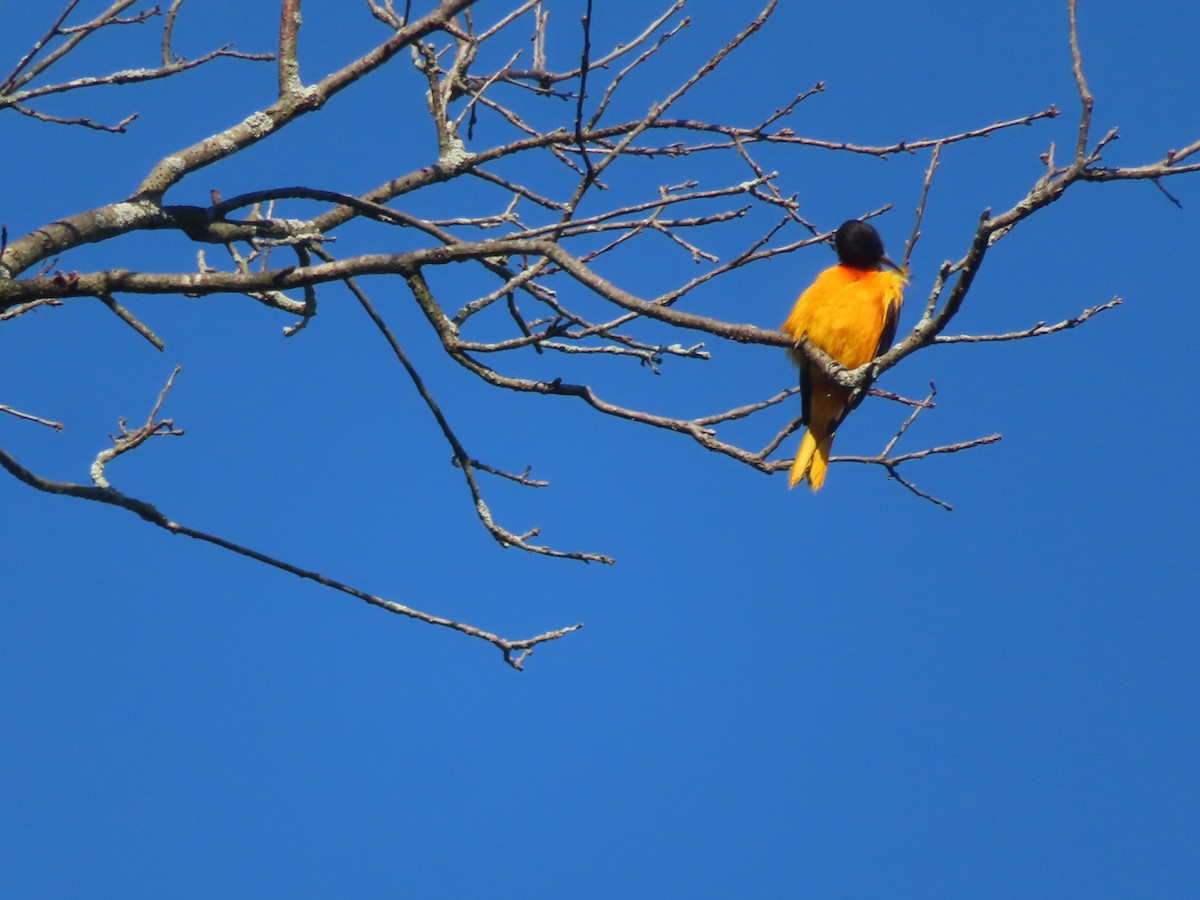 Baltimore Oriole - ML638234124