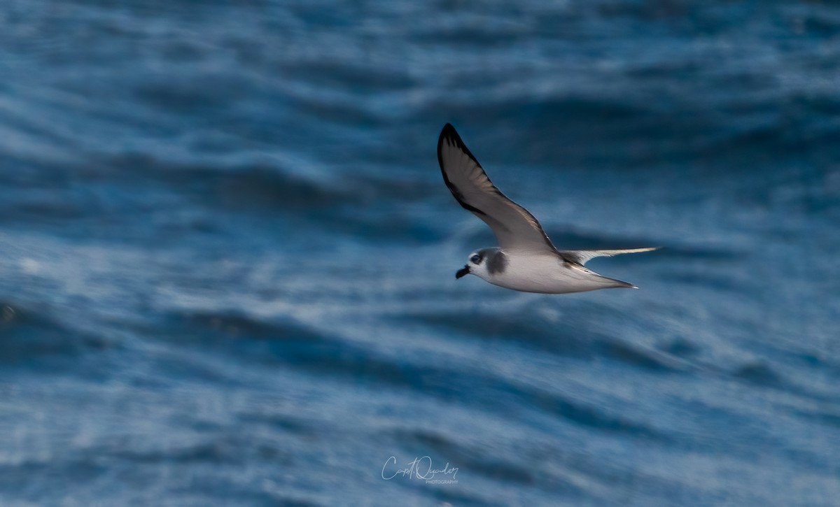 Masatierra Petrel - ML638234126