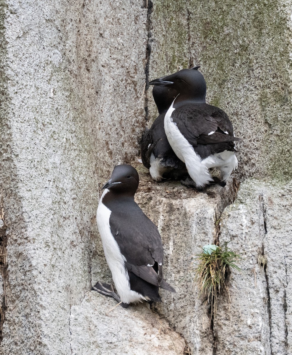 Thick-billed Murre - ML638234147