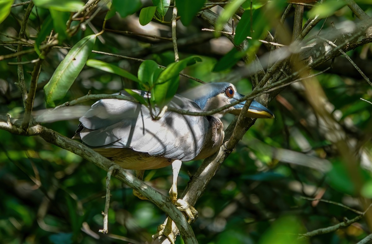 Boat-billed Heron - ML638234148