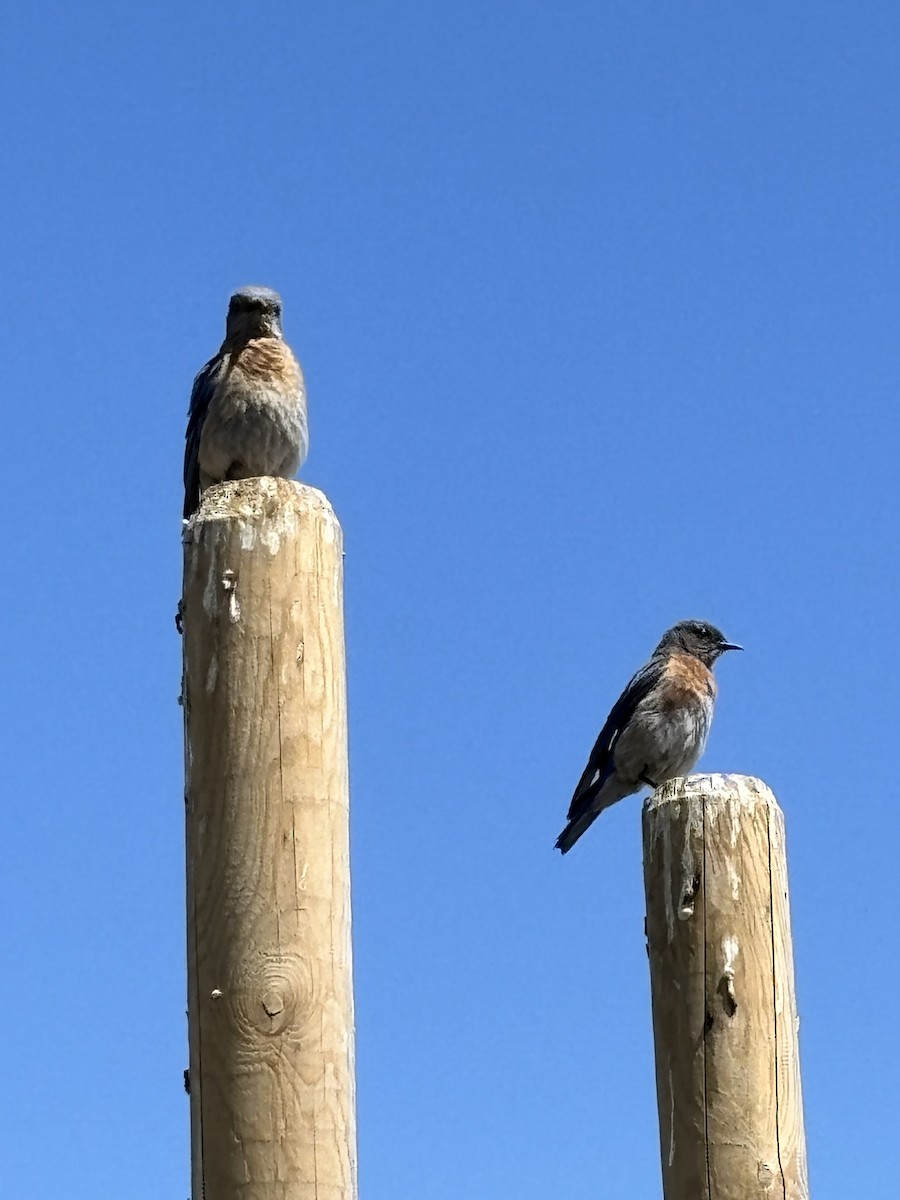 Western Bluebird - ML638234154