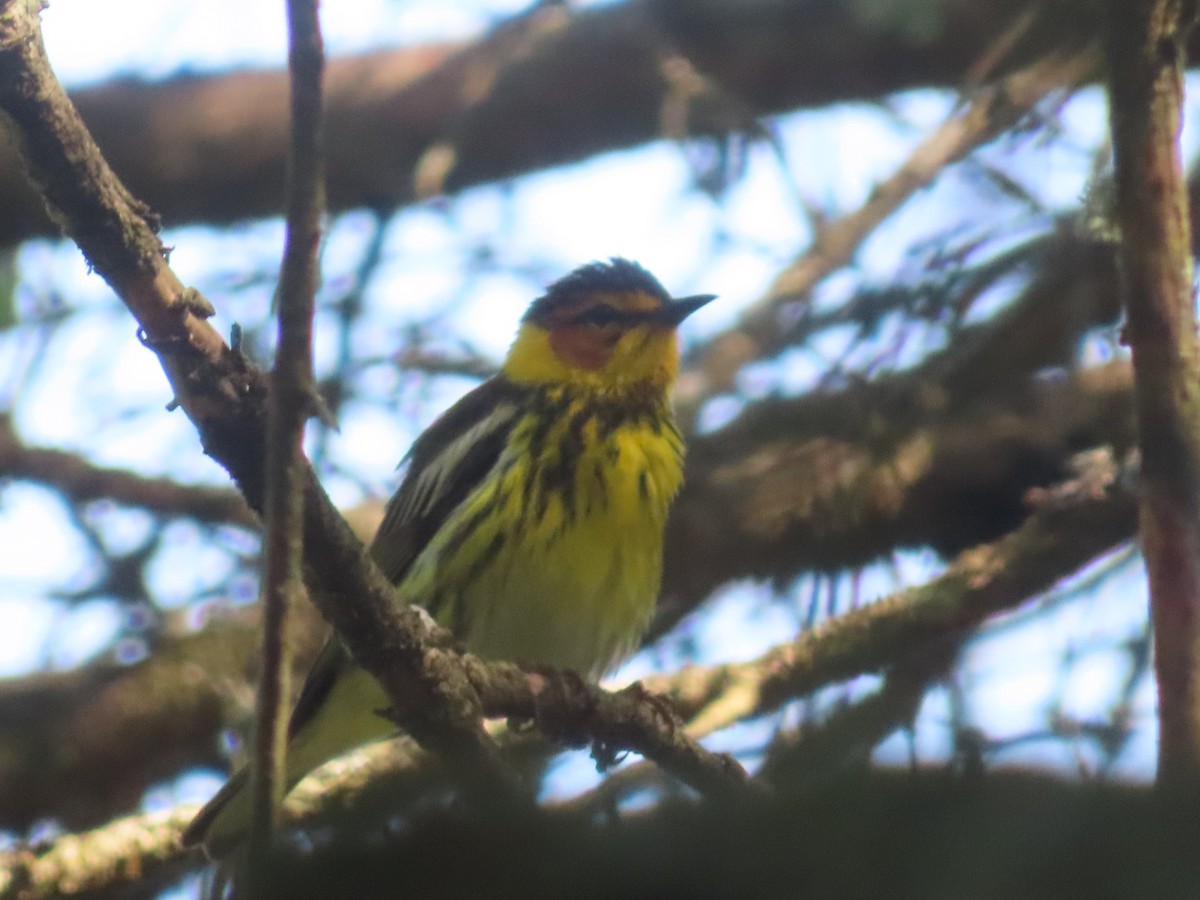 Cape May Warbler - ML638234159
