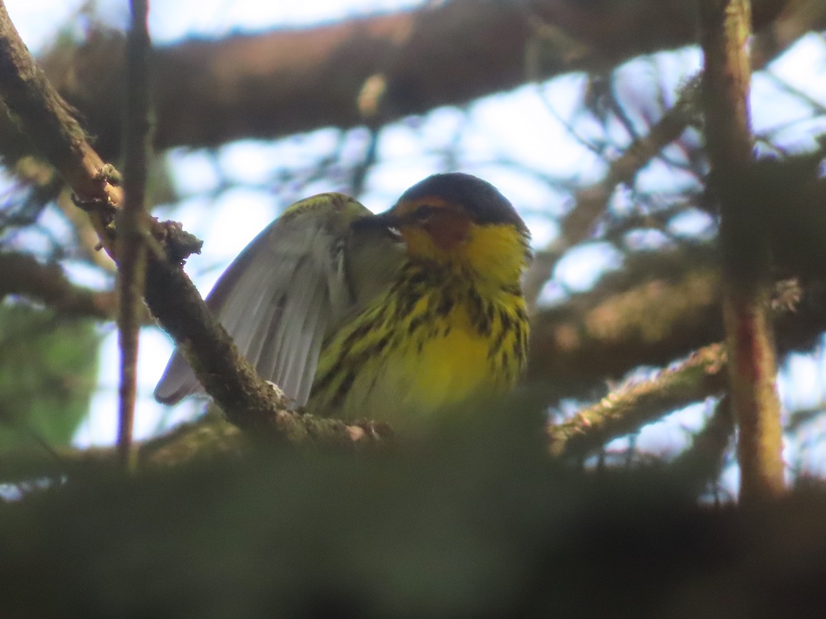 Cape May Warbler - ML638234162