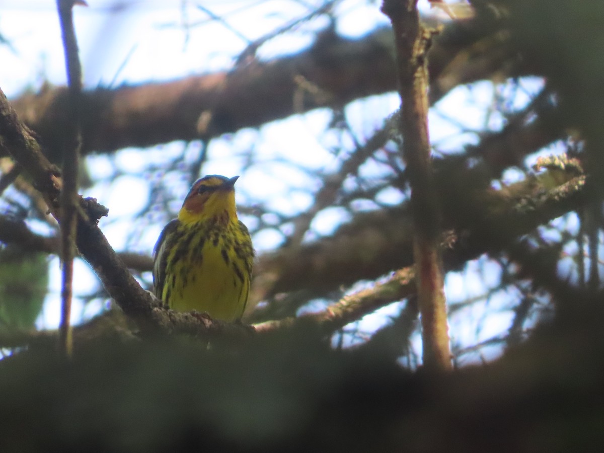 Cape May Warbler - ML638234163