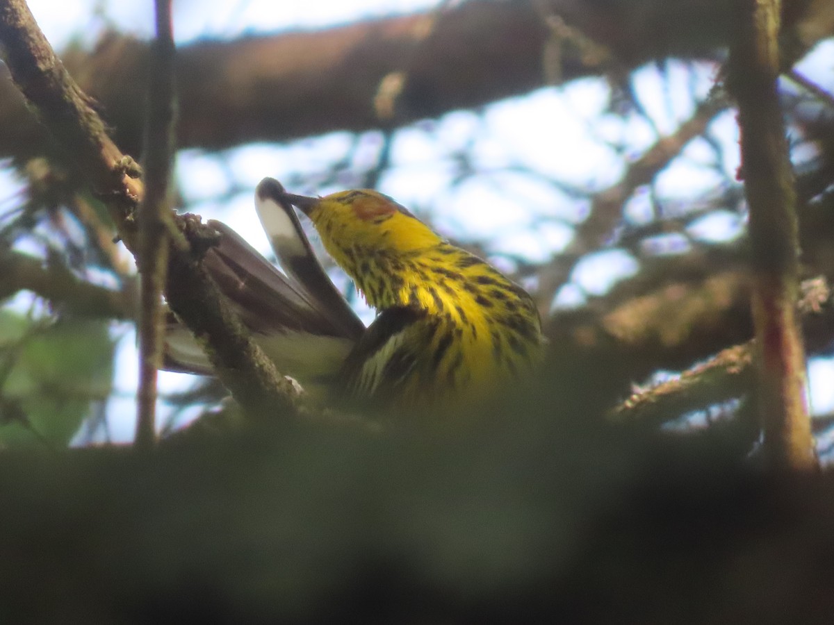 Cape May Warbler - ML638234165