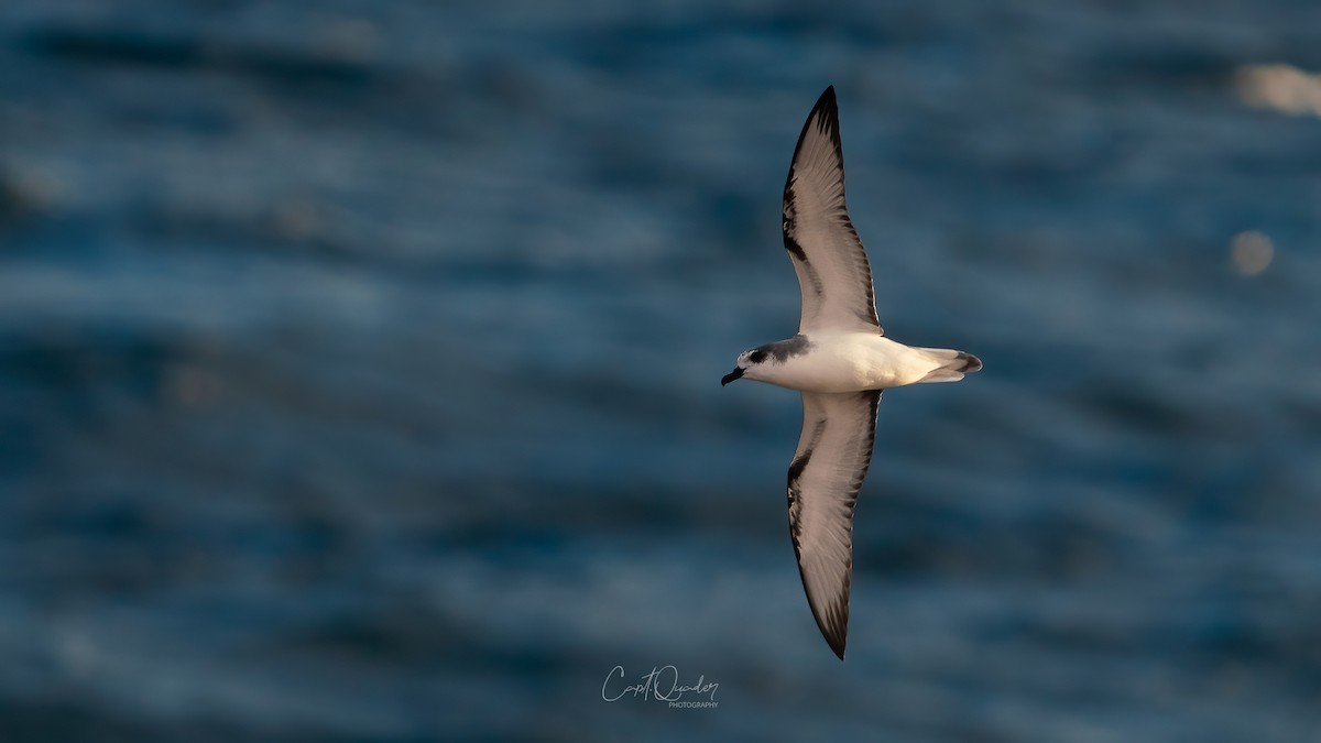 Masatierra Petrel - ML638234166