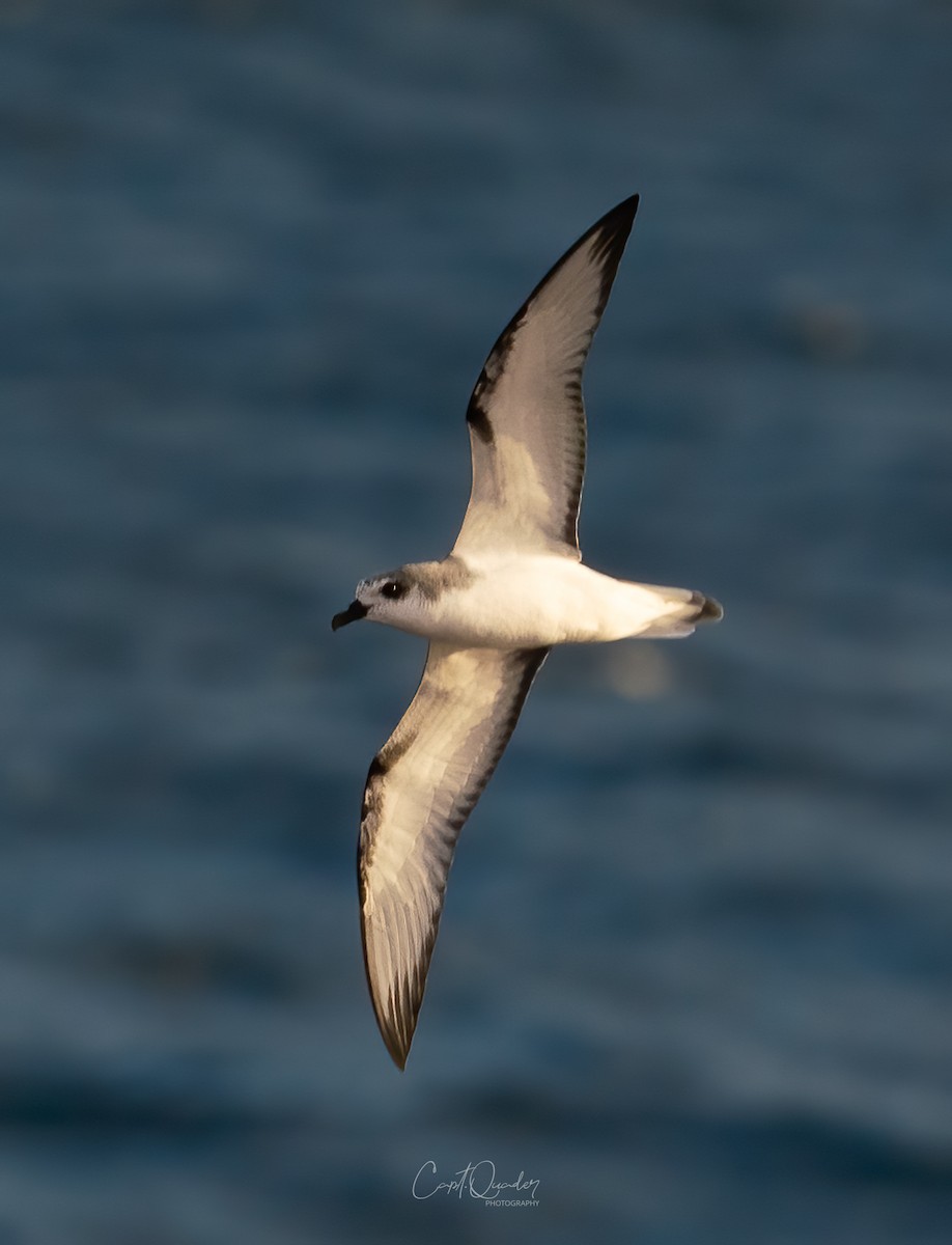 Masatierra Petrel - ML638234167