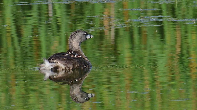 Pied-billed Grebe - ML638234172