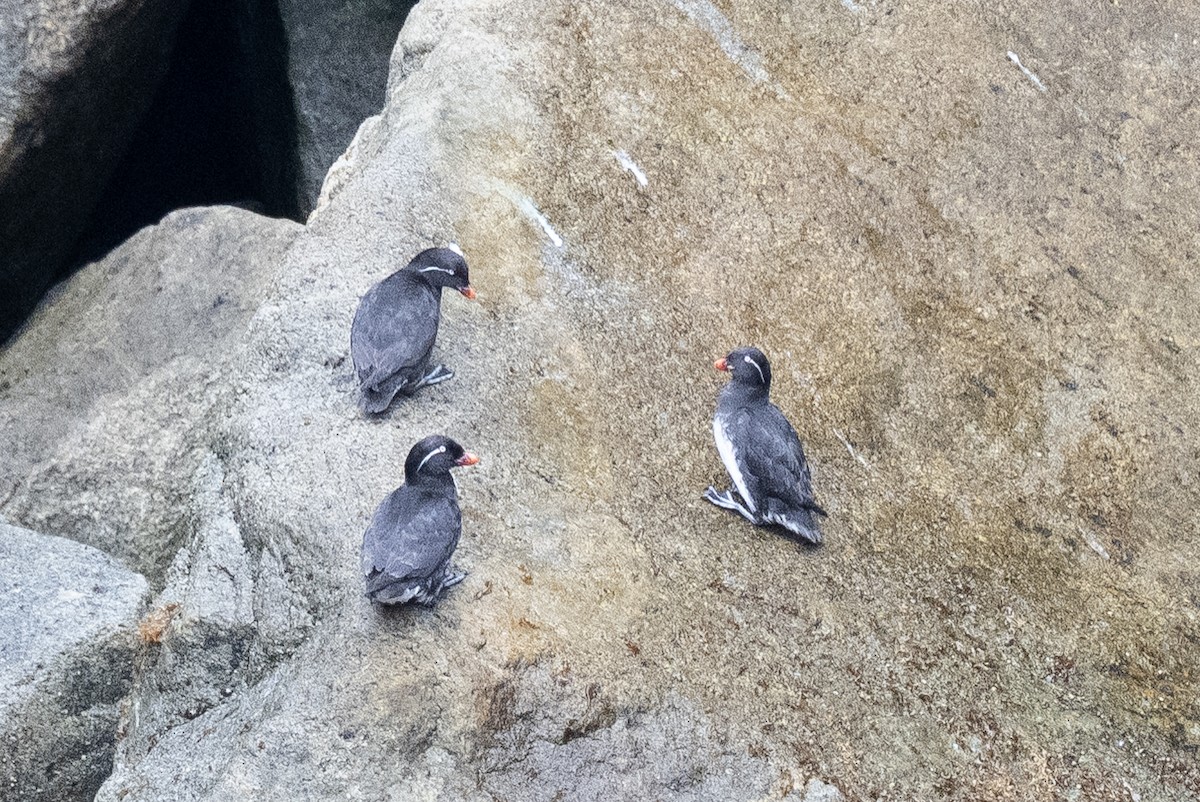 alkounek papouščí - ML638234180