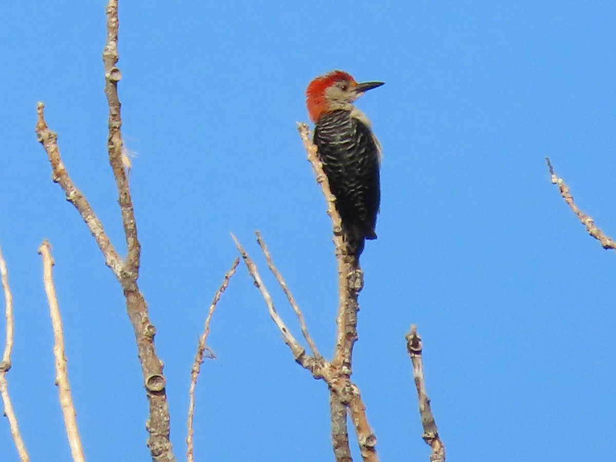 Red-bellied Woodpecker - ML638234185