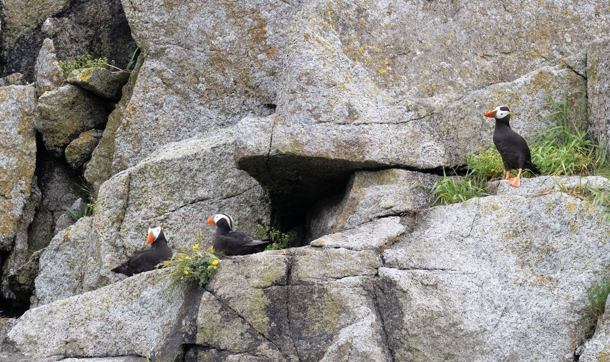 papuchalk chocholatý - ML638234211