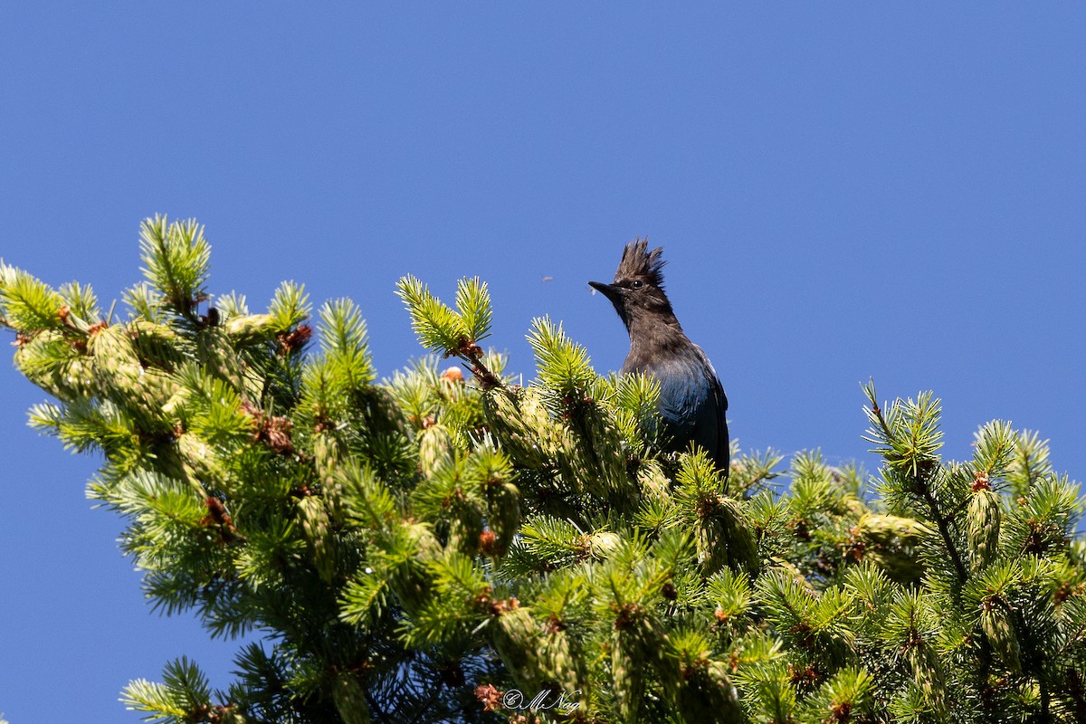 Steller's Jay - ML638234216