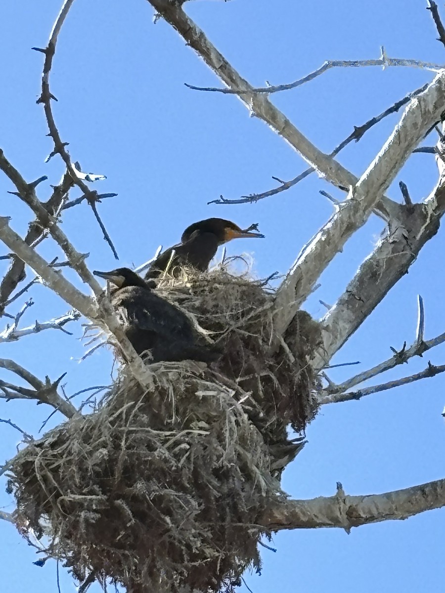 קורמורן אמריקני - ML638234257