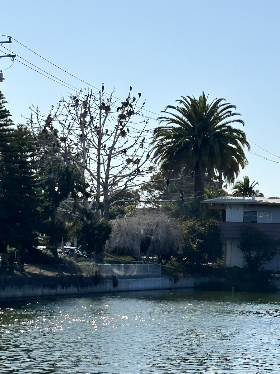 קורמורן אמריקני - ML638234258