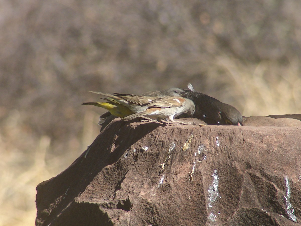 Southern Gray-headed Sparrow - ML638234262