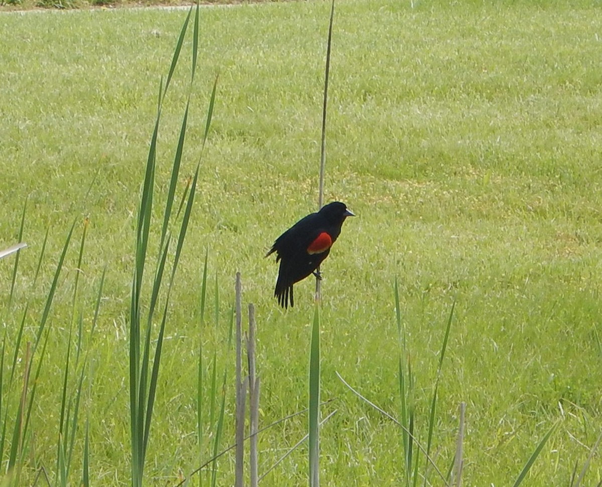 Red-winged Blackbird - ML638234288