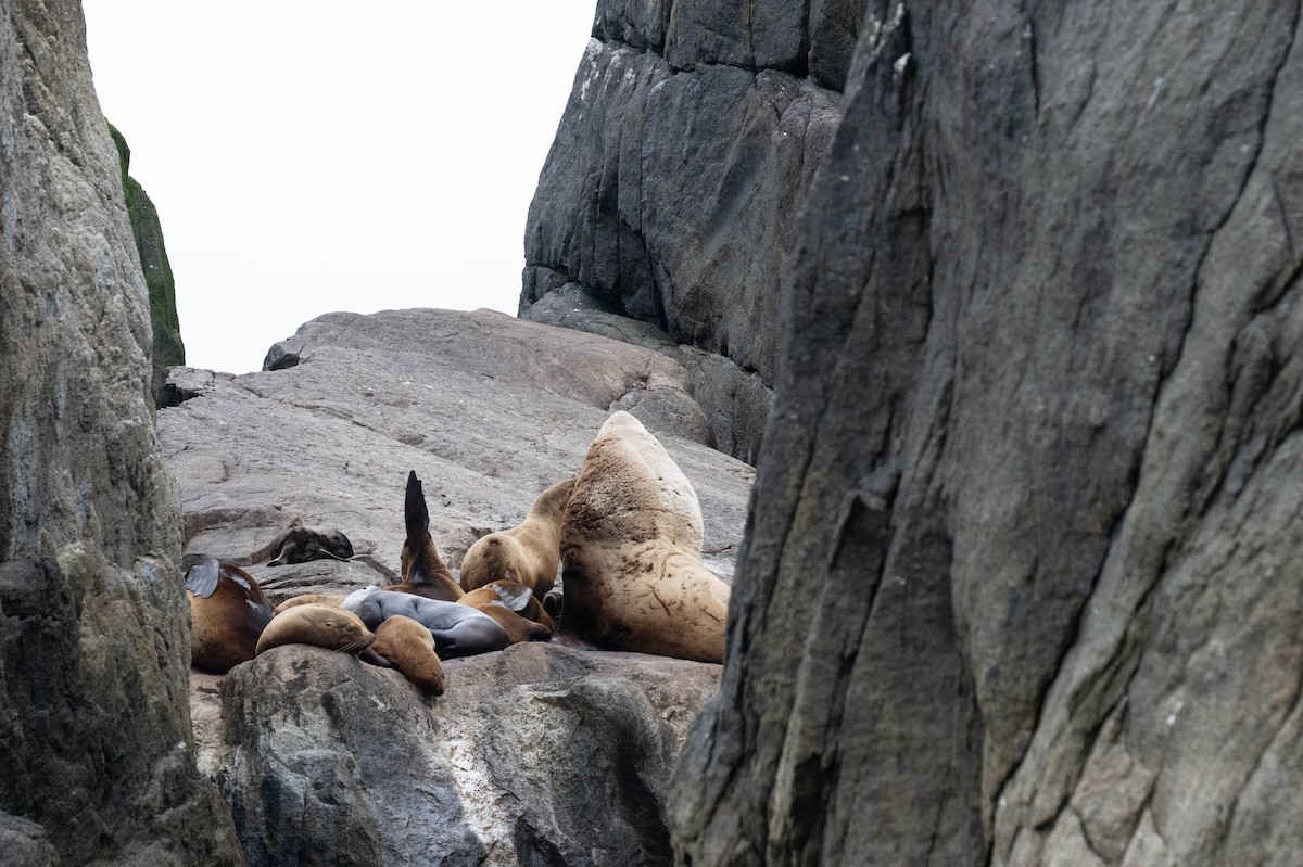 Mammals - ML638234298